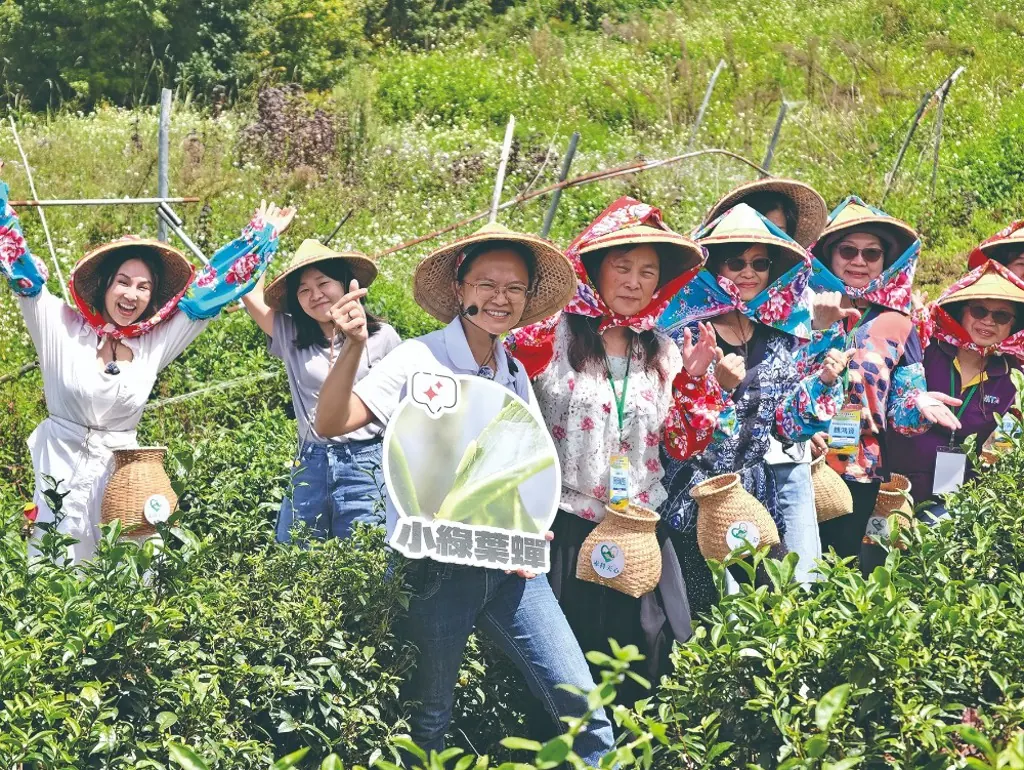 儷庭帶旅客到茶園體驗採茶